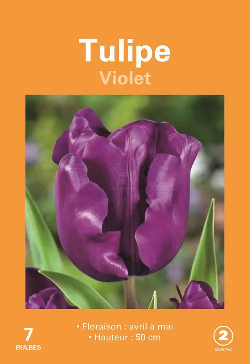Bulbes de fleurs Tulipe violet botanic® - 7 bulbes