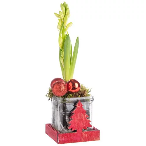 Composition de Noël jacinthe multicolore verrerie sapin rouge