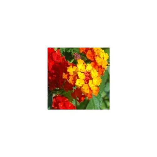 Lantana - La suspension diam 23 cm