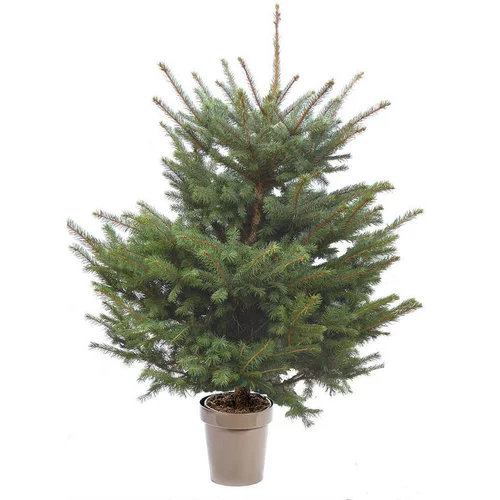 Sapin de Noël naturel en pot Picea Pungens botanic® - 100 à 125 cm
