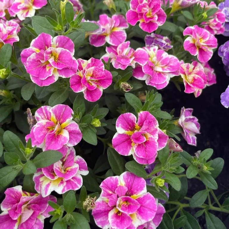 3 Mini-pétunia Double Loopy Rose Calibrachoa Double Loopy Pink