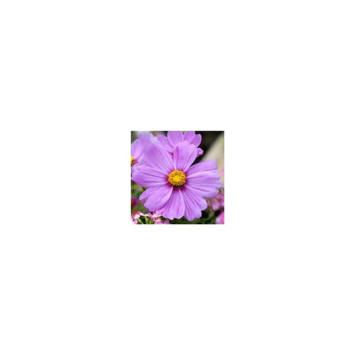 Cosmos - Le pot de 10.5 cm