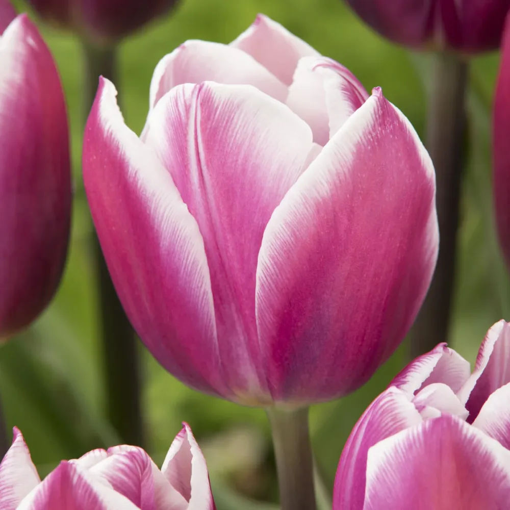 7 Tulipes Triomphe Synaeda blue Tulipa Synaeda Blue