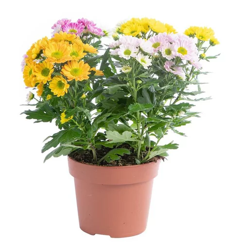 Mini Chrysantheme Trio - Le pot de 15 cm