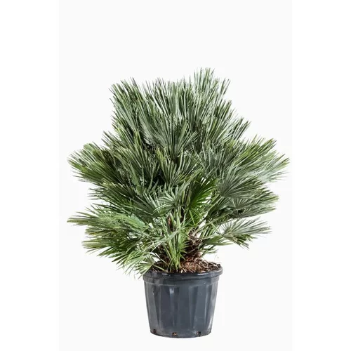 Chamaerops Humilis Vulcano en pot de 25 L vert