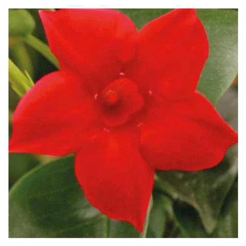 Dipladénia Rio Petite Deap Red - Le pot de 9 x 9 cm