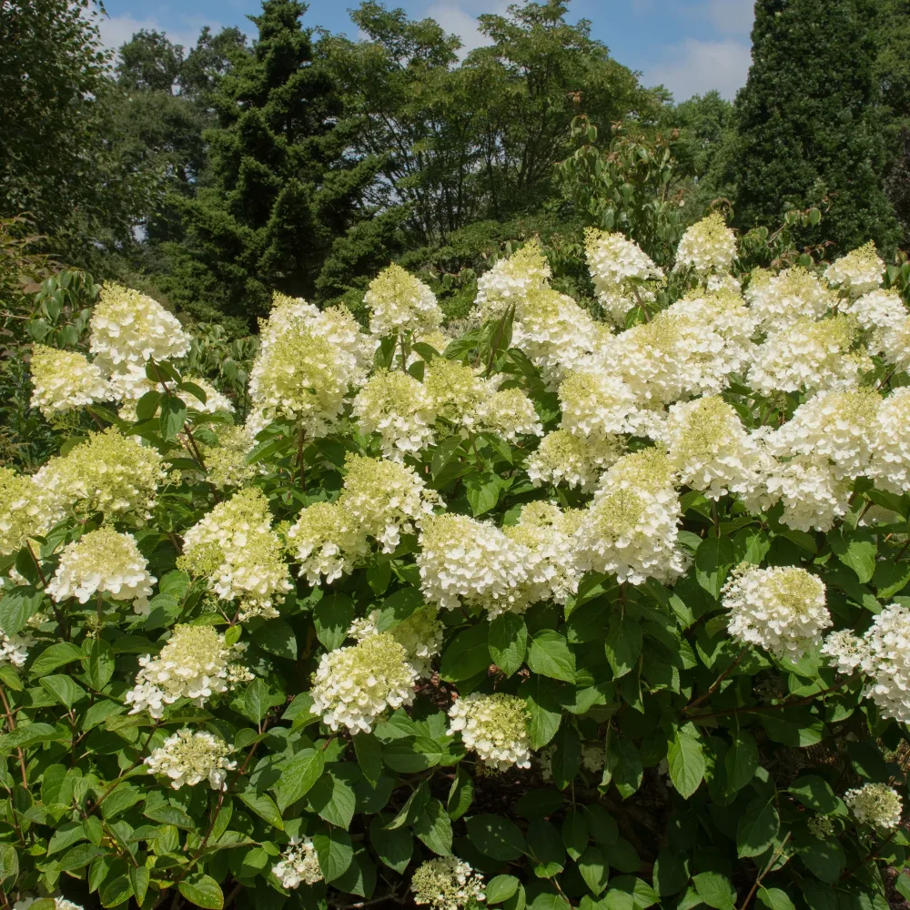 Hortensia paniculé Silver Dollar Hydrangea paniculata Silver Dollar