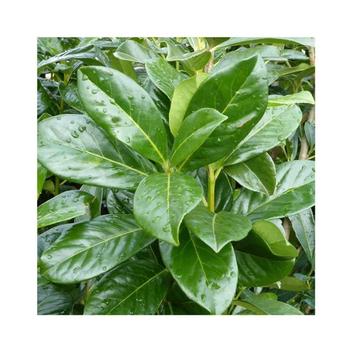 Laurier cerise ou Laurier palme Caucasica. Le pot de 7,5 litres