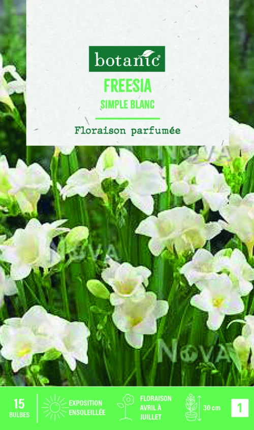 Bulbes de fleurs Freesia simple blanc botanic® - 15 bulbes