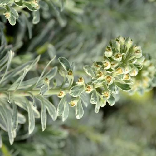 Euphorbe silver swan wilcott vert en pot de 2 L