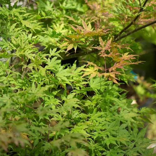 Acer Palmatum Reticulatum - Le pot de 30 litres
