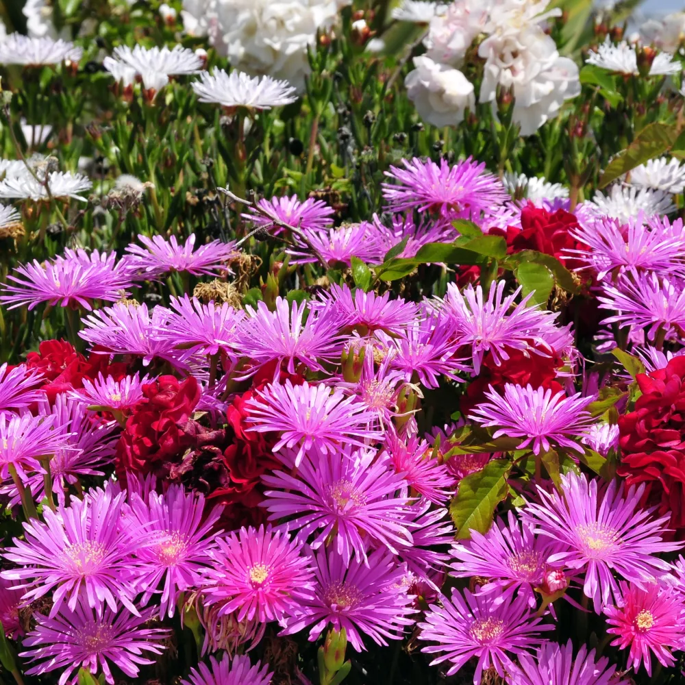 3 Ficoïdes violettes Lampranthus aurantiacus