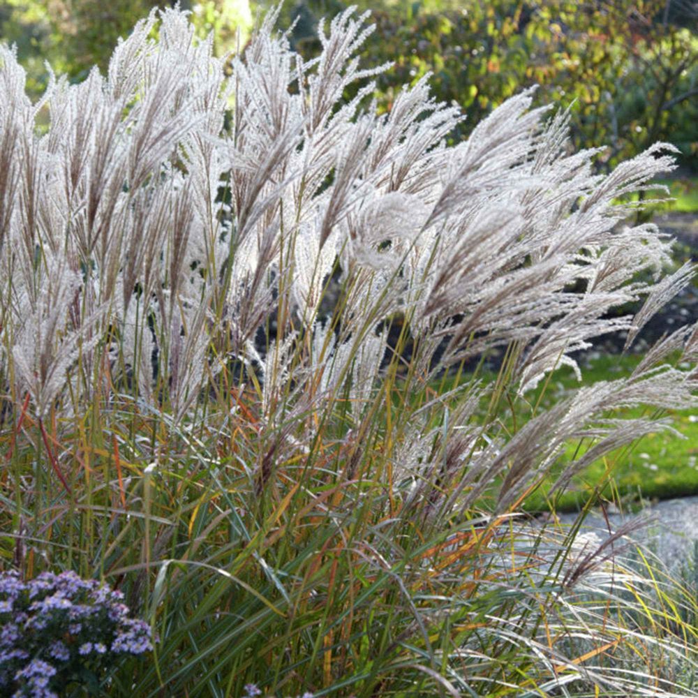 Eulalie Ferner Osten Miscanthus sinensis Ferner Osten