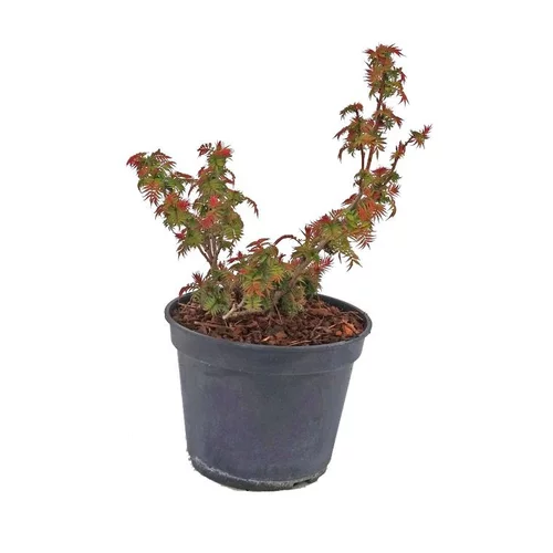 Sorbaria Sorbifolia Pink Hopi. Le pot de 5 litres