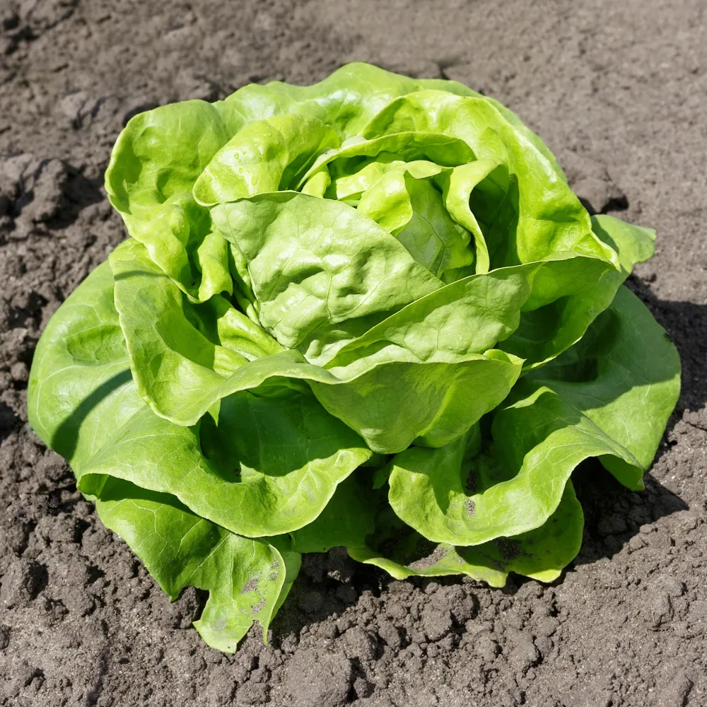 Laitue pommée Justine Lactuca sativa Justine