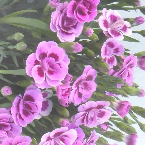 Œillet Pink Kisses - Le pot de Ø 10 cm