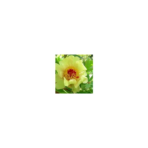 Paeonia Suffruticosa – Pot de 6L
