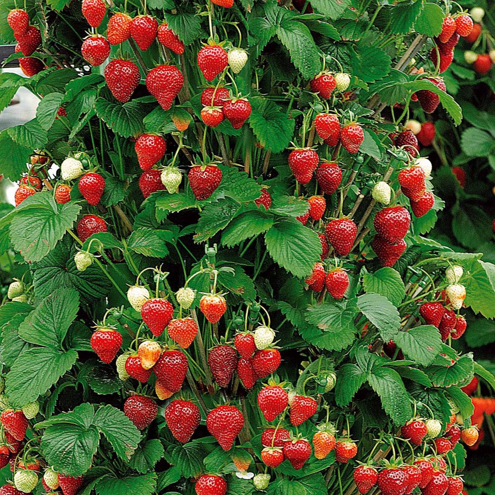 Fraisier grimpant et remontants Mount Everest Fragaria x ananassa Mount Everest