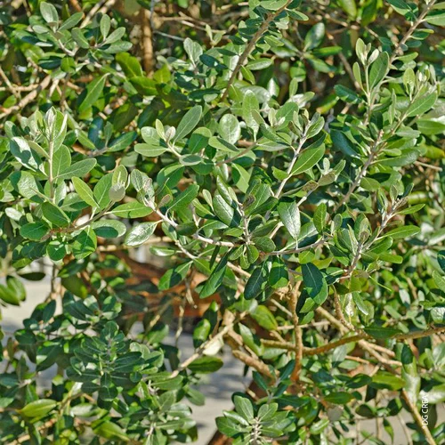 Feijoa Sellowiana - Le pot de 2,5 litres
