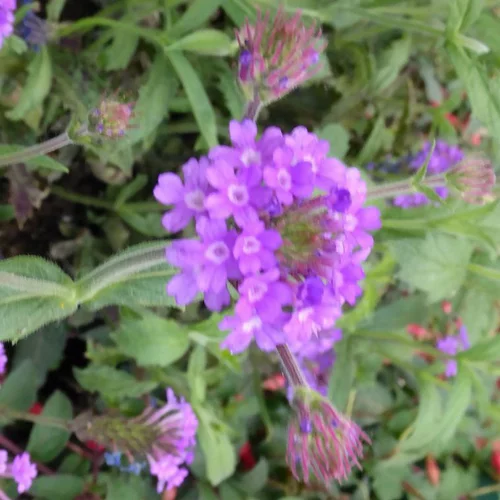 Verbena Rigida - Le pot de 3 litres