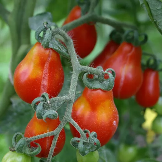 Tomate cerise poire rouge | Semences bio et reproductibles