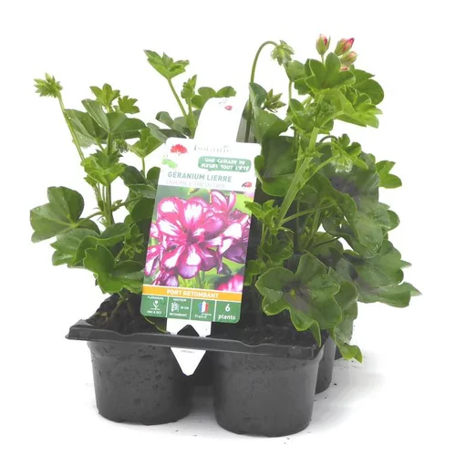 Géranium lierre double bicolore - Le pack de 6 plants