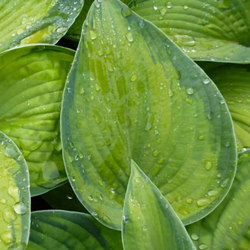 Hosta Bright Lights Hosta hybride bright lights