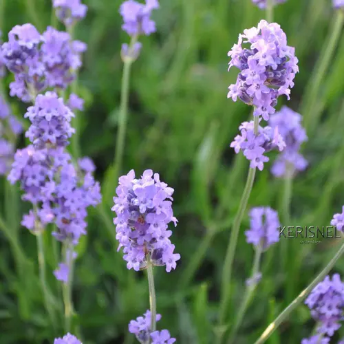 Lavande Melissa Lilac coloris bleu – 3 L