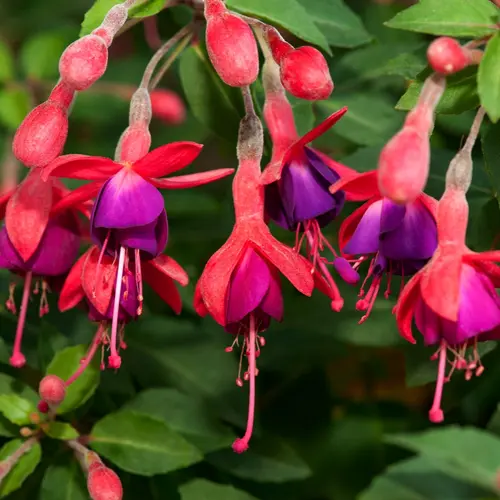 Fuchsia ‘Tom Thumb’ - Le pot de 2 litres