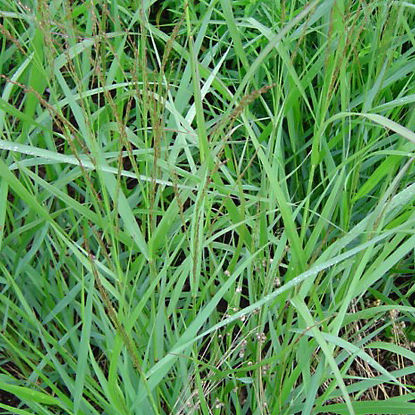 6 x Panic effilé 'Warrior' – Panicum virgatum 'Warrior', godet 9cm x 9cm