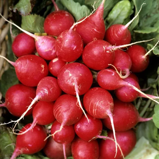 Semences bio de Radis Cherry Belle