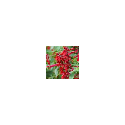 Sauge rouge - Le pot de 9 x 9 cm