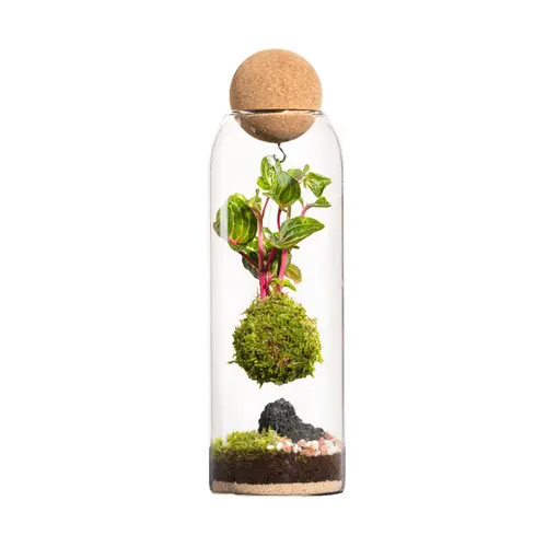 Terrarium autonome botanic® Niwa Kodedama - Ø 8,5 cm H 29 cm