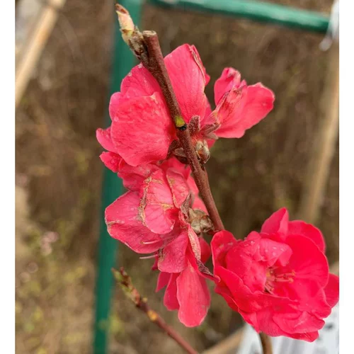Cerisier de Chine Taoflora Red. Le pot de 10 litres
