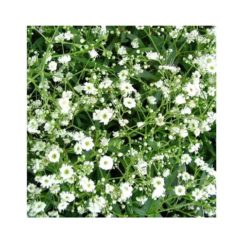 Gypsophile voile de Mariée - Le pot de 12 cm