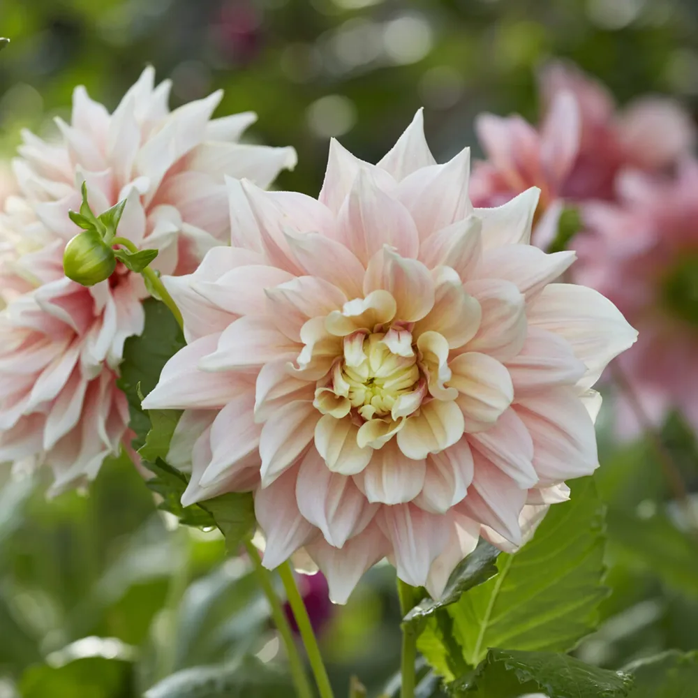 Dahlia à grandes fleurs Break Out Dahlia Break Out