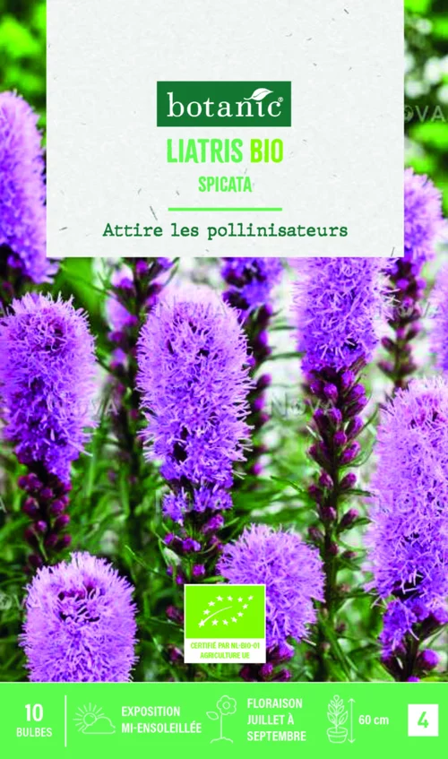 Bulbes de fleurs Liatris Spicata bio botanic® - 10 bulbes