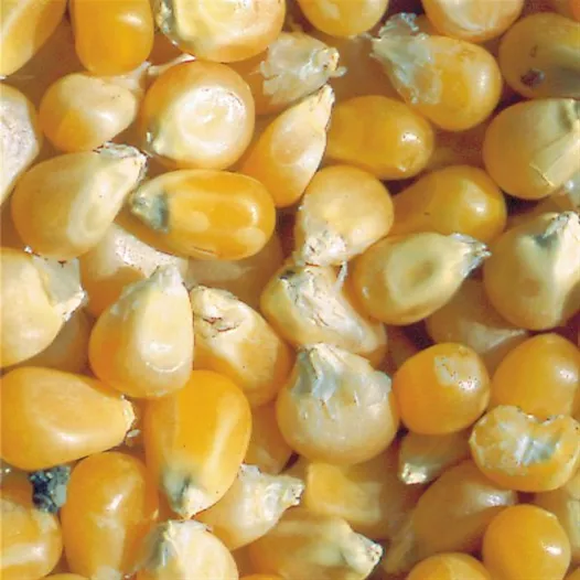 Semences biologiques de Maïs Pop Corn