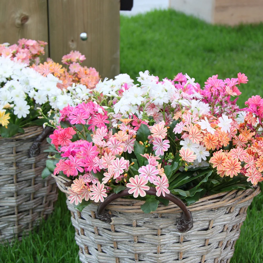 3 Lewisia Elise en mélange Lewisia cotyledon elise