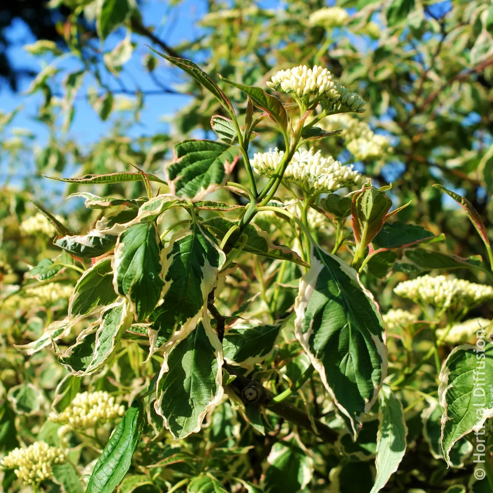 Cornouiller des pagodes Pinky Spot Cornus alternifolia Pinky Spot Pot