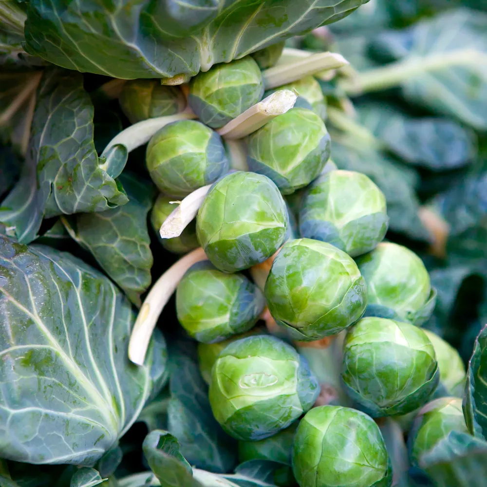 Chou de Bruxelles De Rosny Brassica oleracea gemmifera De Rosny