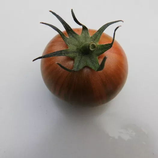 Graines bio de Tomate Purple Bumble Bee