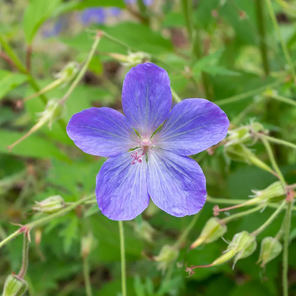 Géranium vivace Johnson's Blue Geranium johnson's blue