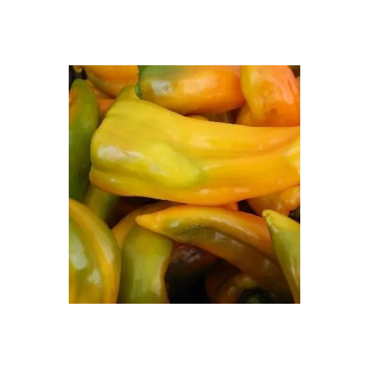 Poivron Oro | Semences bio et reproductibles