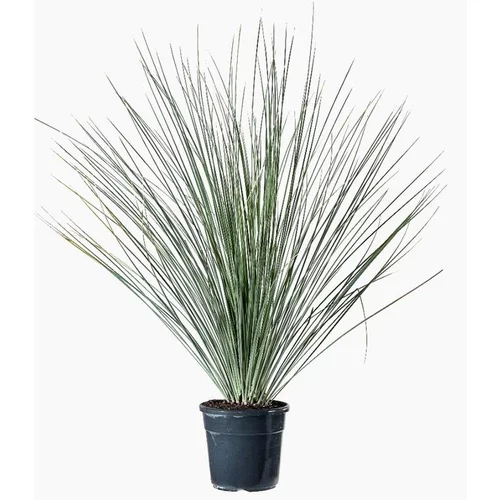 Dasylirion en pot de 10 L vert