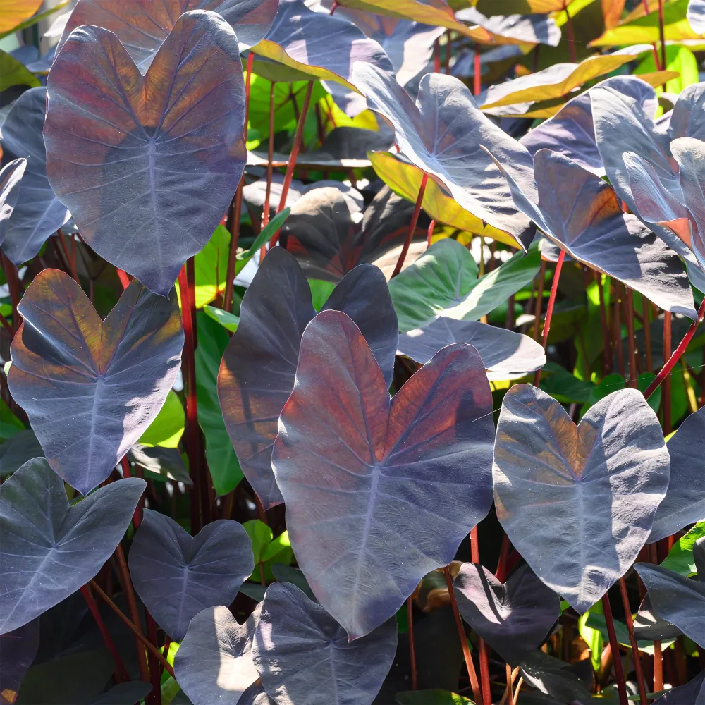 Colocasia Black Magic - Oreille d'éléphant Colocasia rubra Black Magic