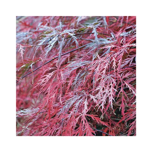 Erable du Japon (ACER PALMATUM DISSECTUM GARNET ) Le pot de 50 litres