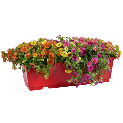 Calibrachoa ou mini Pétunia à fleurs coloris variés. La jardinière de 40 cm