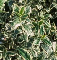 Euonymus Fort.Emerald Gaiety - Le pot de 1 litre