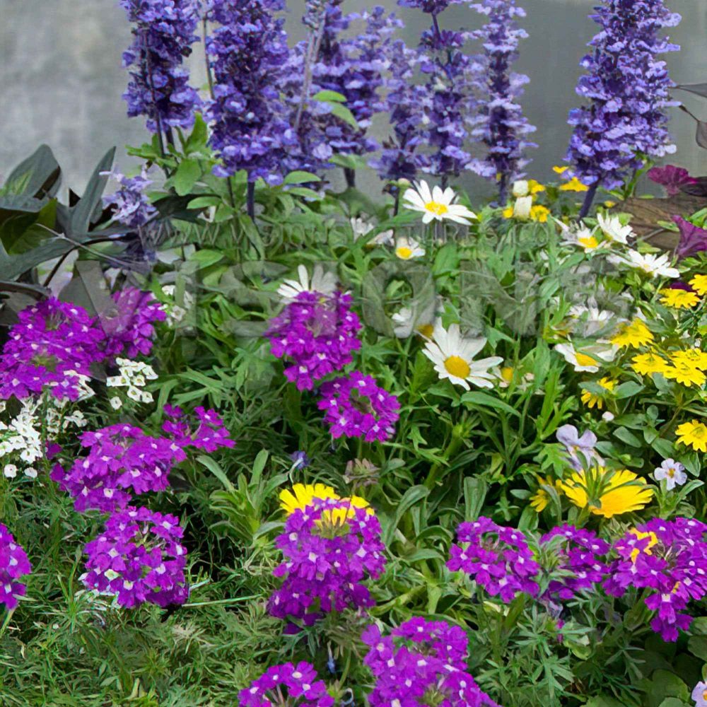 3 plantes de jardin 'Bee Friendly' en mélange Salvia, verbena, bidens